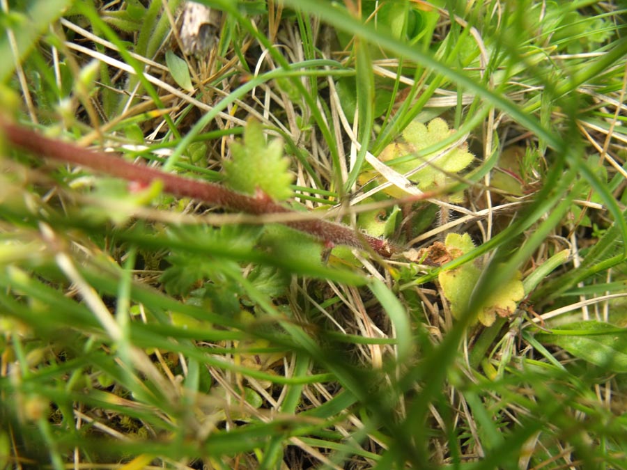 Saxifraga dal Gargano - Saxifraga bulbifera
